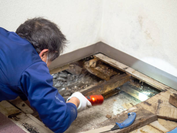 Best Toxic Mold Removal  in Ogden, KS