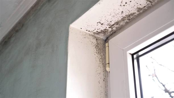 Best Certified Mold Removal  in Ogden, KS