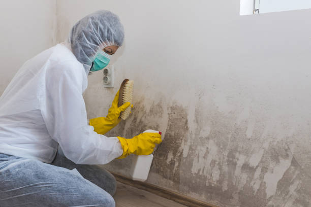 Best Local Mold Removal Service  in Ogden, KS