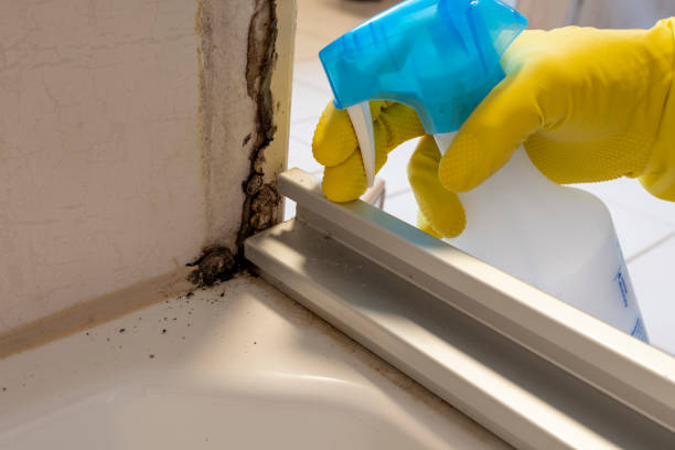 Certified Mold Removal in Ogden, KS