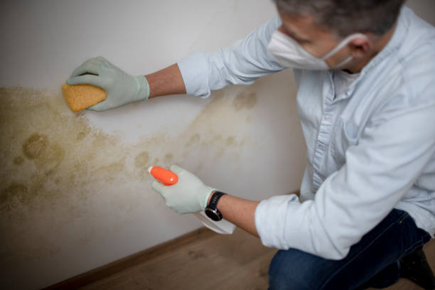 Best Attic Mold Removal  in Ogden, KS
