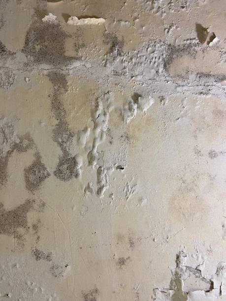 Best Mold Cleaning Services  in Ogden, KS