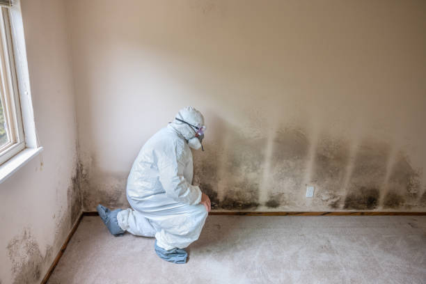 Best Toxic Mold Removal  in Ogden, KS