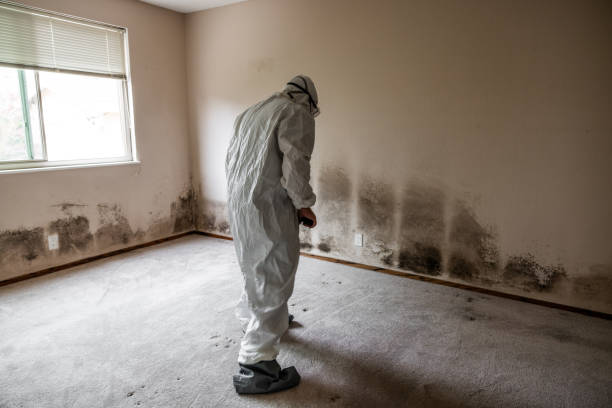 Best Emergency Mold Removal  in Ogden, KS