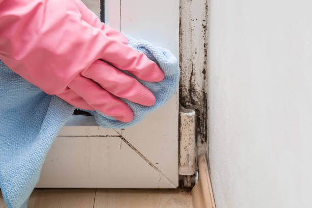 Best Attic Mold Removal  in Ogden, KS