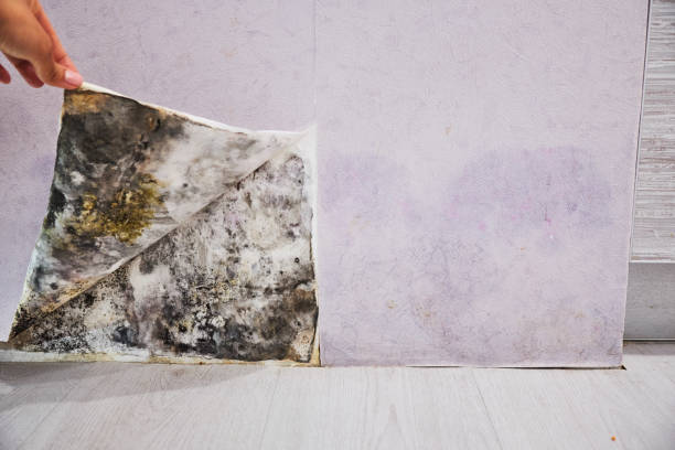 Best Mold Removal Company Near Me  in Ogden, KS